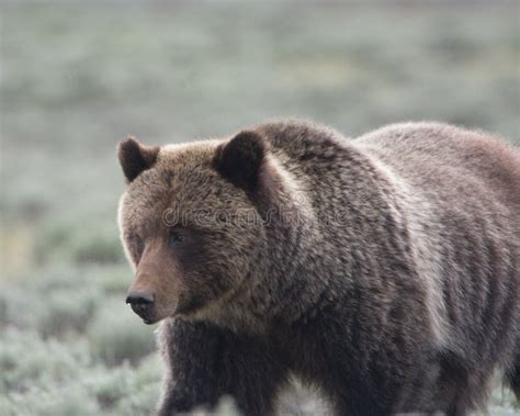 Grizzly Bear In Yellowstone National Park Stock Image Image Of