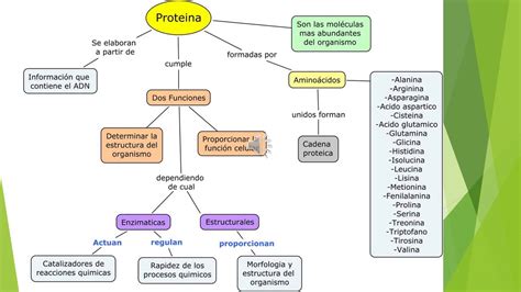 Mapa Conceptual Biomoleculas
