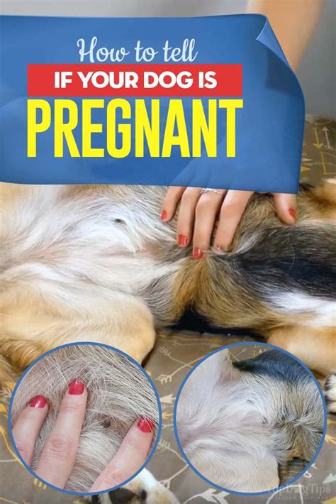 How To Tell If Your Dog Is Pregnant Top Dog Tips