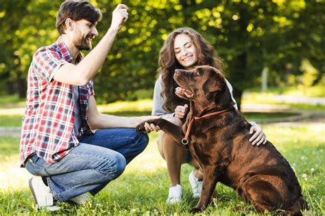 Lenguaje De Los Perros Gestos Que Debes Comprender Las Almenas