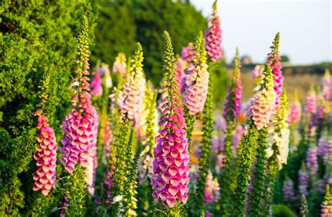 Fingerhut pflege (digitalis) im garten ist der fingerhut wegen seiner schönen blüten gern gesehen. Fingerhut - Digitalis - Septeber - Franks kleiner Garten ...