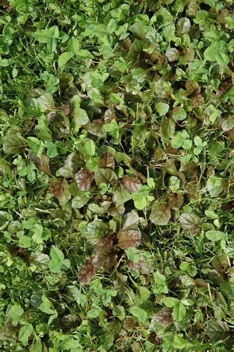Clover spread throughout a lawn can can make it appear green year round. MagicLoveCrow: Bugleweed, Clover, Grass and a Gargoyle