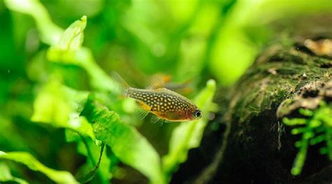 10 Small Freshwater Fish For Nano Aquariums The Ultimate Guide Nano