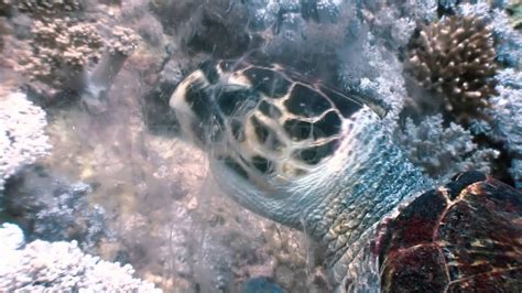 Hawksbill Sea Turtle Swimming Eating On Coral Reef Youtube