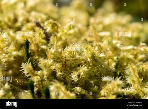 Sphagnum Moss Or Peat Moss Stock Photo Alamy