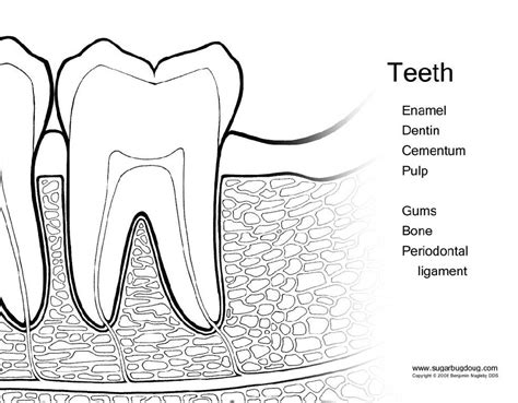 Dental Coloring Pages Teeth Diagram Kids Dental Health Dental Kids