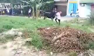 Man Is Gored By A Bull In Liveleak Video Daily Mail Online