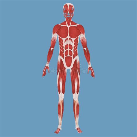 Ilustração Muscular Humana Do Sistema Ilustração Stock Ilustração De