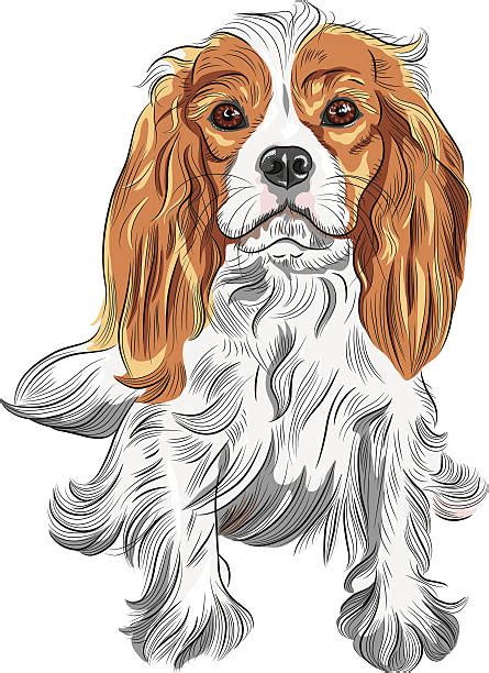 Top 60 Cavalier King Charles Spaniel Clip Art Vector Graphics And