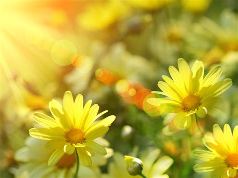 A Cup Of Sunshine Wallpaper Wallpaper Pictures Gallery