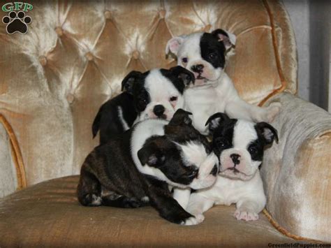 When some wealthy boston residents decided to cross some of their finest dogs, the boston terrier was formed via a cross between a bulldog and a (now. French Bulldog Boston Terrier Mix Puppies For Sale