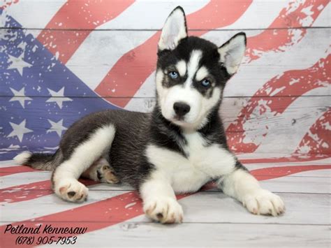 View our wide variety of available puppies for sale in ohio at petland hilliard! Add to Your Pack with One of Our Siberian Husky Puppies ...