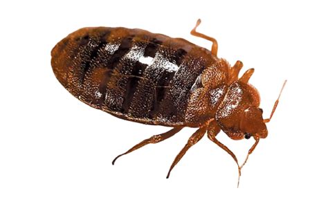 How To Identify Bed Bugs — Bed Bugs Arizona