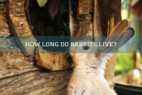 Rabbits Lifespan And How To Help Bunnies Live Longer