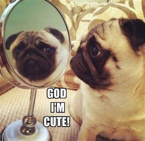 100 Funny Pug Memes About Cute Hutch Dog Geeks On Coffee