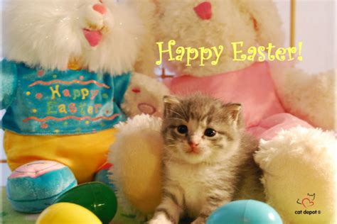 Happy Easter Kitties Cute Kittens Photo 41234032 Fanpop