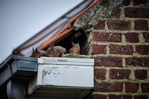 How To Get Squirrels Out Of Your Attic And Keep Them Out Tool Digest