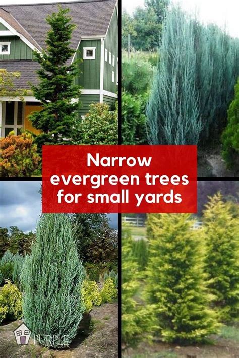 Narrow Evergreen Trees For Year Round Privacy In Small Yards Archup