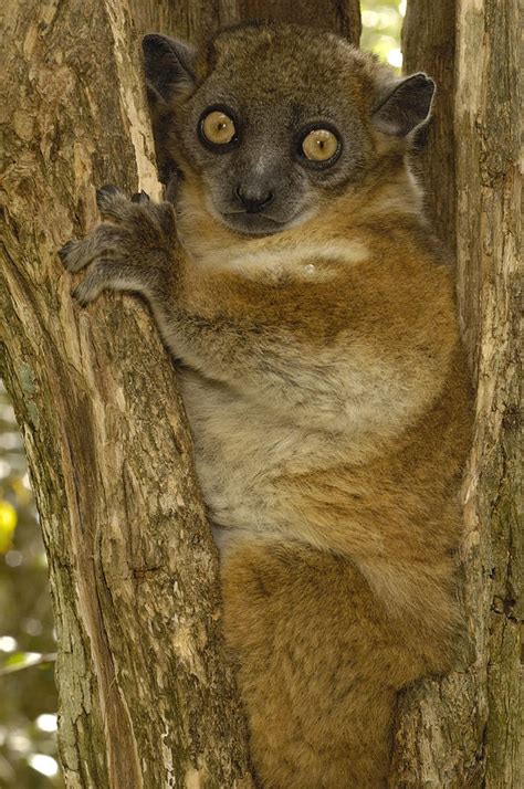 Red Tailed Sportive Lemur Lepilemur Photograph By Pete Oxford