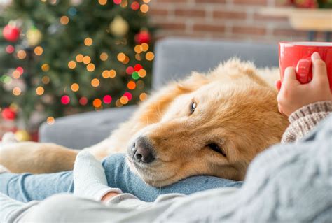 Make The Holidays Special With Your Dog