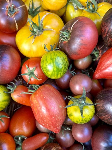 The Best 6 Tomato Varieties From 2022 Kitchen Garden By Katie