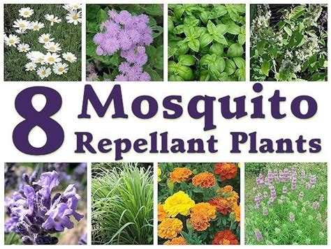 Mosquito Repellant Plants For The Patio Bug Off By Denisegaia