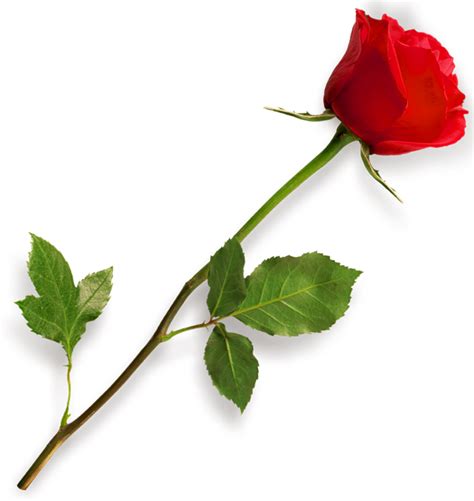 Single Red Rose Leaf Branches Png Transparent Background Free