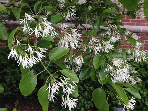 The family moved to anderson, indiana when bob was 12 years old. Sharon's Flowers Lafayette Indiana / Sharon S Flowers ...