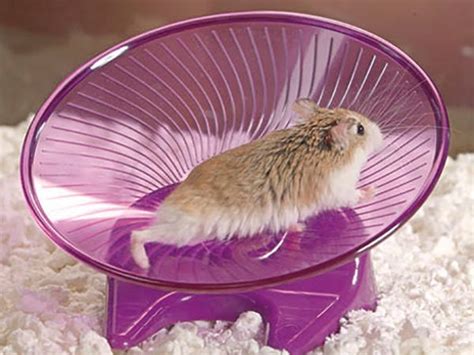The Best Hamster Wheel You Can Buy