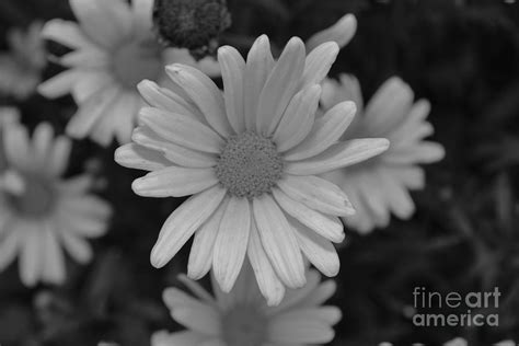 Black And White Daisy Photograph By Sherry Morris Pixels