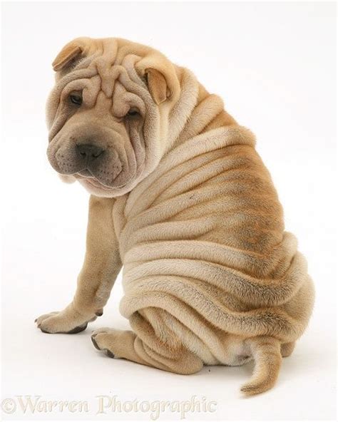 Shar Pei Dog Breed Guide Checking Out Their Pros And Cons Artofit