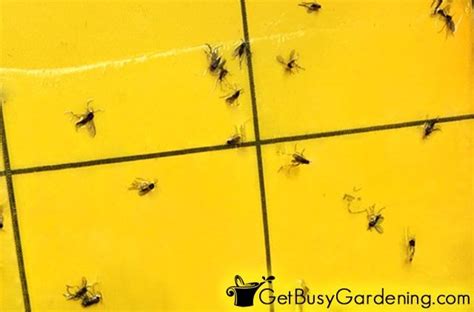 Fungus Gnats Vs Fruit Flies Whats The Difference Fruit Flies