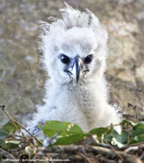 Adorable But Deadly Gorgeous Photos Reveal Baby Harpy Eagle Live Science