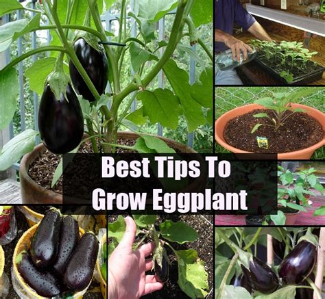 Growing Eggplant From Seeds Vegetablegardening My