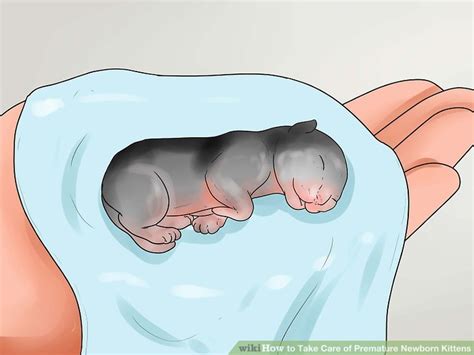 How To Take Care Of Premature Newborn Kittens 15 Steps