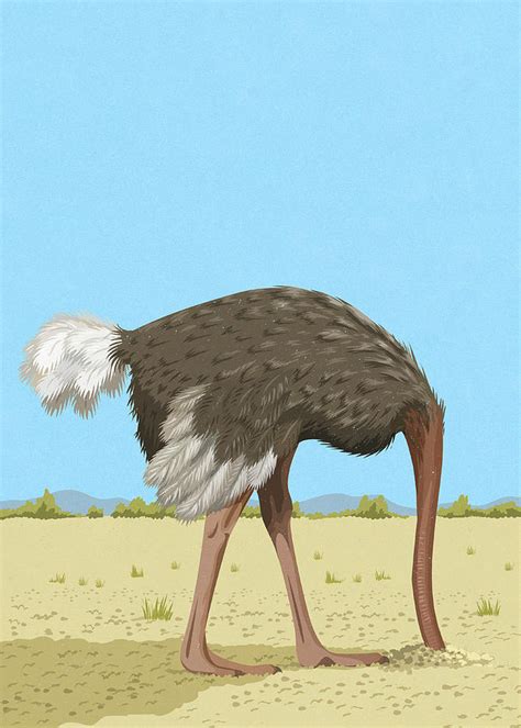 Ostrich With Head In The Sand Photograph By Ikon Ikon Images Pixels