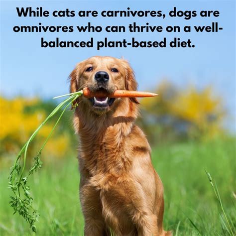 While Cats Are Carnivores Dogs Are Omnivores Who Can Thrive On A Well
