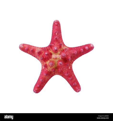 Starfish Isolated On White Background Stock Photo Alamy