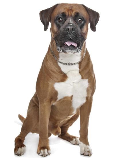9 Things You Need To Know Before Getting A Pitbull Boxer Mix Animalso