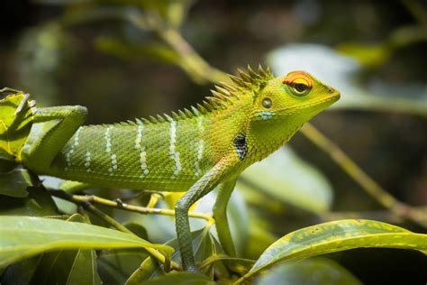 The 10 Types Of Lizards For Beginners