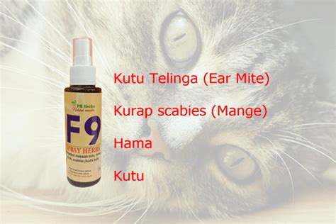 We did not find results for: Ubat Cirit Birit Kucing - Hairstyle 817