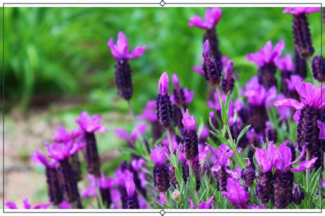 12 Types Of Lavender Growing Info Proflowers Blog Lavender Plant