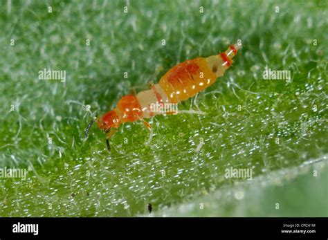 Predatory Thrips Franklinothrips Vespiformis Larva Stock Photo Alamy