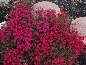 The best evergreen ground covers for full sun are creeping phlox for its stunning flowers, candytuft to create a blanket of white blooms, and evergreen wintercreeper. Dianthus Tiny Rubies Highly fragrant clove-scented ...