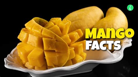 Mango Mango Facts 7 Amazing Facts About Mangoes Infohifi In 2022 Mango Facts Food