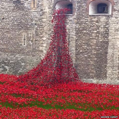 Bbc News Ww1 Commemorations Royals Plant Ceramic Poppies At Tower