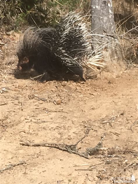 African Porcupine South Africa