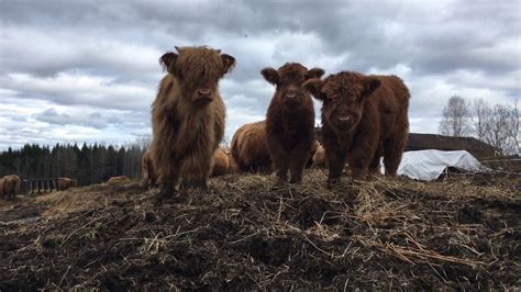 Scottish Highland Cattle In Finland Three Fluffy Calves Highland