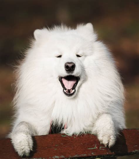 15 Amazing Facts About Samoyeds You Probably Never Knew Page 4 Of 5