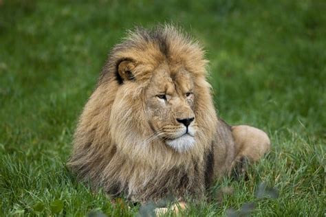 Lion D`afrique Panthera Leo Stock Photo Image Of Male Africa 173365326
